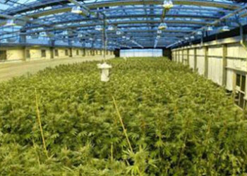 Gobierno de Uruguay aspira cultivar por lo menos unas  4 ó 5 toneladas de la marihuana en el primer año de  la ley  AGENCIAS