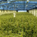 Gobierno de Uruguay aspira cultivar por lo menos unas  4 ó 5 toneladas de la marihuana en el primer año de  la ley  AGENCIAS