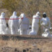 Al menos 28 cuerpos fueron exhumados de una fosa clandestina localizada en el sureste de México  AGENCIAS