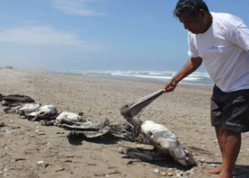 Unos 800 animales, entre ellos 700 pelícanos, fueron hallados muertos por causas que aún se investigan en la costa norte de Perú  AGENCIAS
