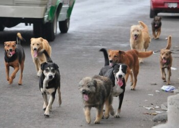 Cada día crece el número de perros abandonados en las calles de los Altos Mirandinos. ARCHIVO