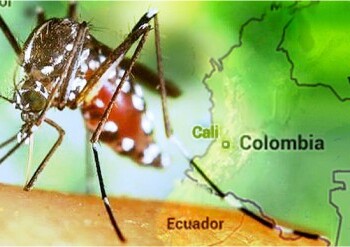 El chikungunya también afecta al país vecino