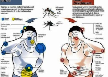 Diferencia entre el dengue y la fiebre chikungunya