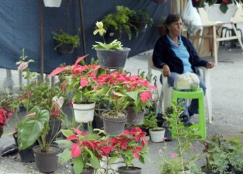 Adornar con flores naturales navideñas será un lujo este año.