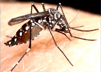 Una vacuna experimental contra el dengue desarrollada por la farmacéutica francesa Sanofi ha demostrado una eficacia del 95,5 %