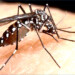 Una vacuna experimental contra el dengue desarrollada por la farmacéutica francesa Sanofi ha demostrado una eficacia del 95,5 %