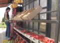 La escasez de veneno ha impactado negativamente en el precio de las frutas y hortalizas