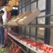 La escasez de veneno ha impactado negativamente en el precio de las frutas y hortalizas
