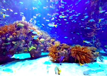 El aumento de la temperatura del agua del mar está ralentizando el desarrollo de los peces en su edad temprana en la zona ecuatorial