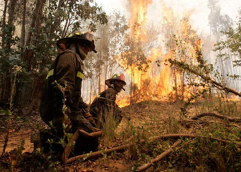 En  95 % de las ocasiones estos incendios son causados por la acción humana