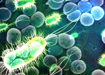El “vibrio vulnificus” pertenece a la familia del germen que causa el cólera y suele encontrarse en aguas cálidas salobres, aunque también puede detectarse en marisco crudo como ostras