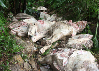 Al menos 6 toneladas fueron encontradas en estado de descomposición