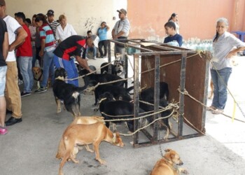 Perros y gatos fueron atendidos en las adyacencias del Hospital Victorino Santaella Ruíz