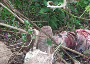 Cadáver fue desmembrado por animales hambrientos
