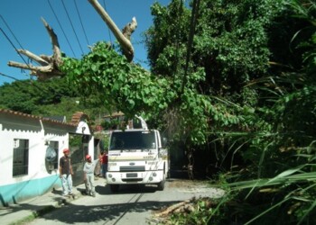 Los cables soportaron la caída del árbol, y para suerte de los vecinos, no se suspendió el servicio al momento del incidente
