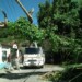 Los cables soportaron la caída del árbol, y para suerte de los vecinos, no se suspendió el servicio al momento del incidente