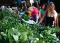 Plantas medicinales toman protagonismo en los hogares altomirandinos.