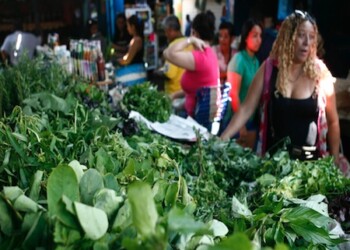 Plantas medicinales toman protagonismo en los hogares altomirandinos.