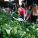Plantas medicinales toman protagonismo en los hogares altomirandinos.