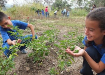 Además de quinchonchos, los niños se han dedicado a plantar ají dulce, lechuga, cebollín y auyama.