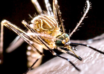 Según la OMS, el uso de insecticidas seguros es la forma más eficaz de acabar con el mosquito tanto en estado de larva como de adulto.