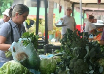 Por un paquete de espinaca, acelga o Celeri puede pagarse unos Bs. 80 cada uno.