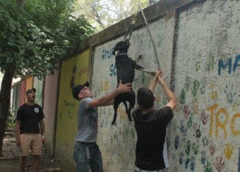 Con tres horas de ejercicios llevan a los perros a liberar toda la adrenalina