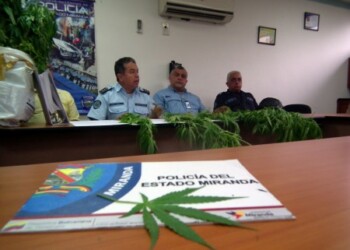 Las plantas estaban dentro de un sembradío oculto del sector
