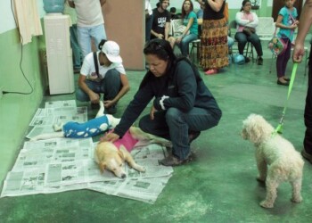 Animales pasaron por el proceso de castración con éxito