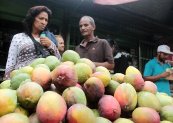Compradores se llevan kilos de mangos por doquier