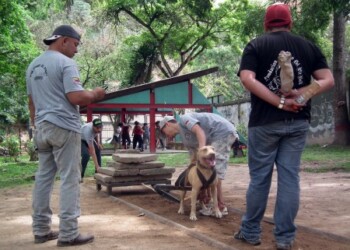 Ejercicios de arrastre ayudan a los perros a drenar las energías