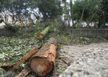 Árboles destruidos generaron malestar de ambientalistas