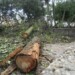 Árboles destruidos generaron malestar de ambientalistas