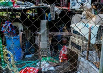 Cientos de perros viven en el refugio de Carrizal