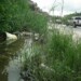 Agua estancada mantiene contaminada la zona