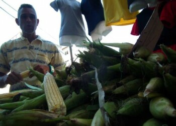Compradores adquieren jojotos a “montones”