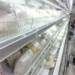 Clientes quedan sorprendidos por el alto costos de los quesos