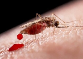 En 2015 el departamento de Salud Ambiental del Ministerio del Poder Popular para la Salud, registró más de 70 mil personas que contrajeron el virus; actualmente se desconocen las cifras