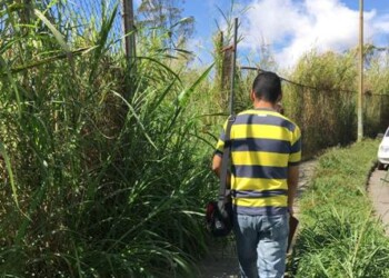 Áreas verdes  alrededor de institución escolar representa un riesgo para los estudiantes
