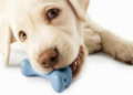 El "GoBone" es un hueso electrónico que pondrá a tu perro a correr como loco