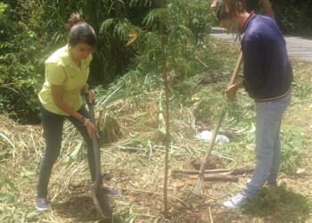 se plantaron varias especies de árboles