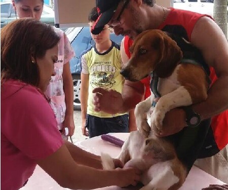 Jornada veterinaria a precios solidarios mañana en Montaña Alta