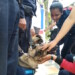 Los estudiantes disfrutaron de una exhibición canina en vivo