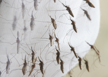 Bayer se unió al programa 'ZERO by 40' para mitigar la malaria