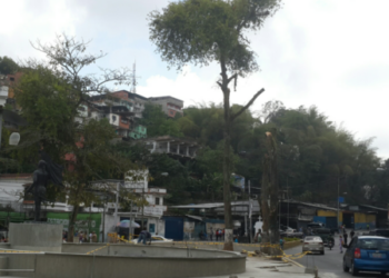 Denunciarán ante Ministerio de Ecosocialismo supuesta poda descontrolada