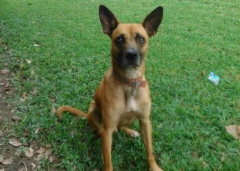 ***Bayer se une a la Red de Apoyo Canino y la Fundación Peluditos UCVenezuela para promover la posesión responsable de mascotas