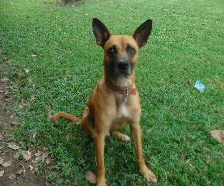 ***Bayer se une a la Red de Apoyo Canino y la Fundación Peluditos UCVenezuela para promover la posesión responsable de mascotas
