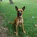 ***Bayer se une a la Red de Apoyo Canino y la Fundación Peluditos UCVenezuela para promover la posesión responsable de mascotas