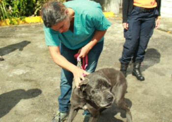 Programa “Carrizal y sus Huellas” suma a voluntarios para la protección animal
