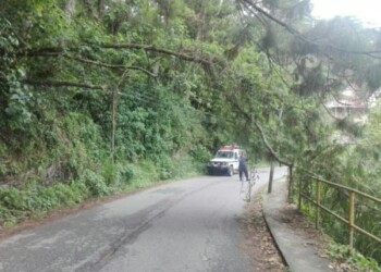 PC arbol caido tras lluvias